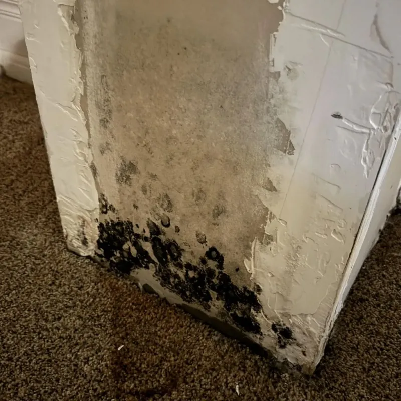 Professional Mold Removal in Amite County, MS